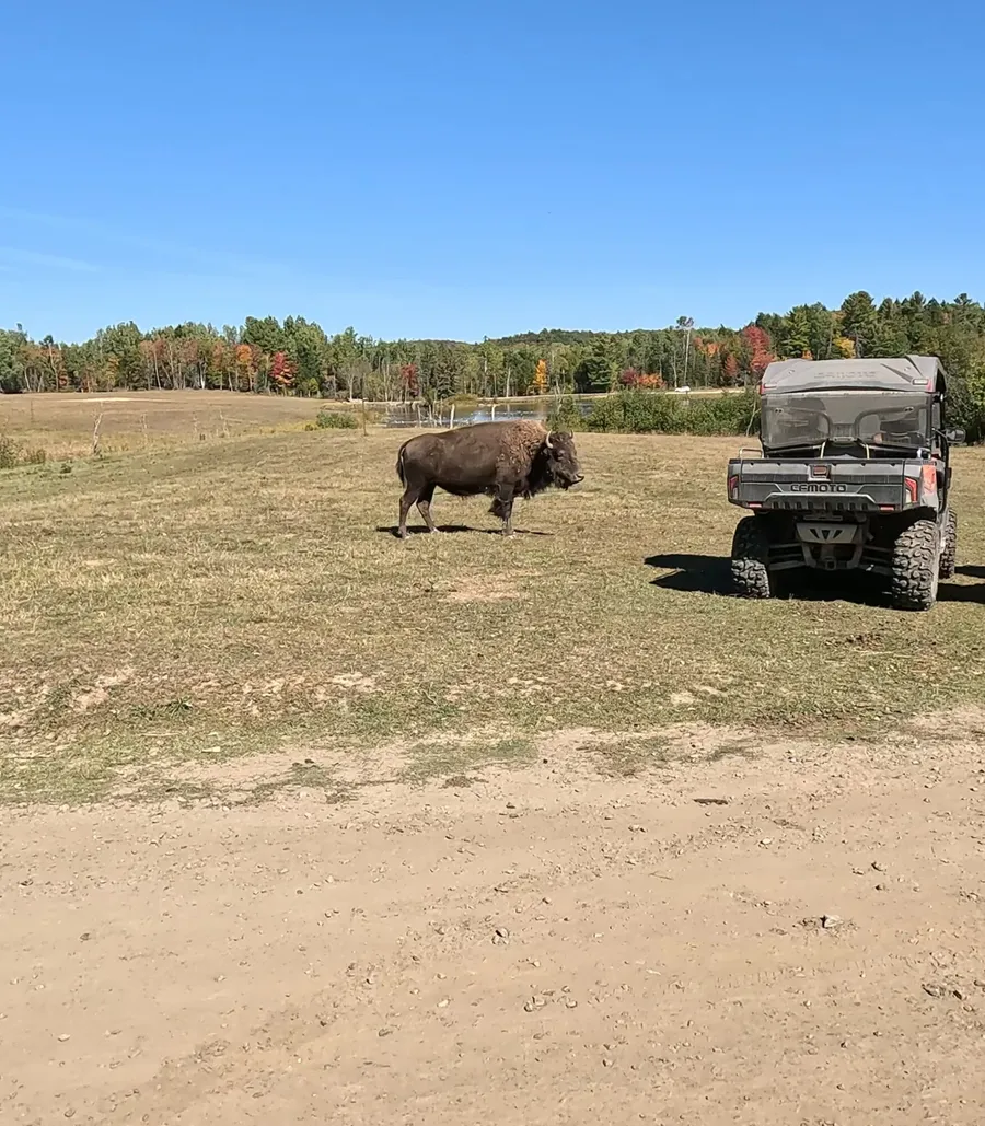 A bison, unbothered