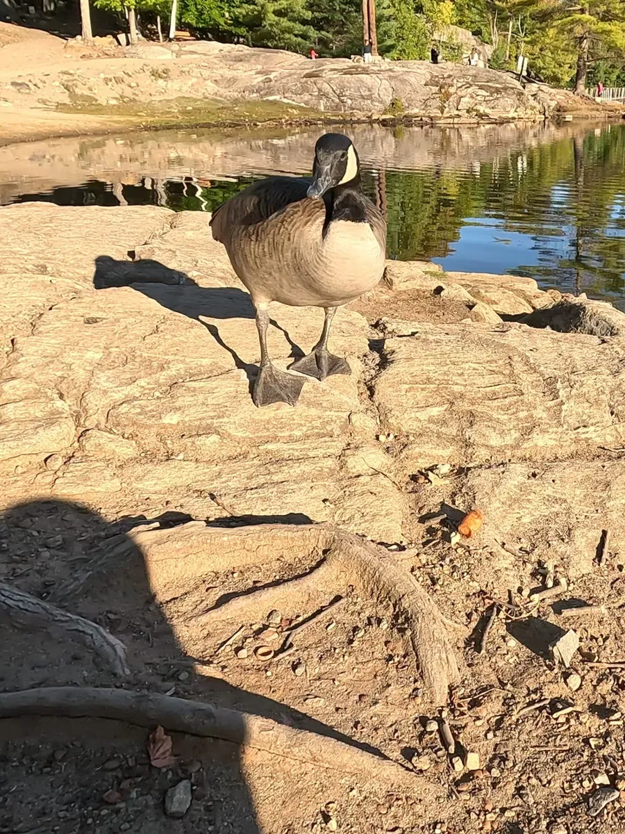 Canada goose, very confident