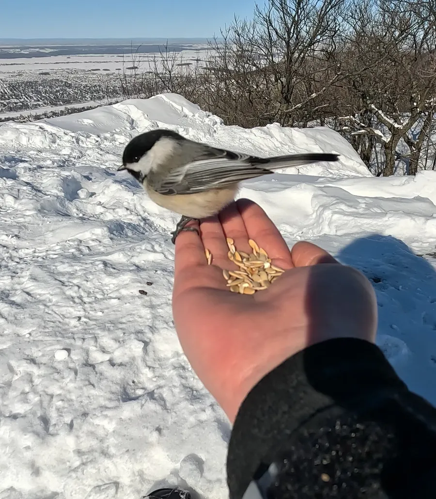 Black-capped chickadee, patient sitter
