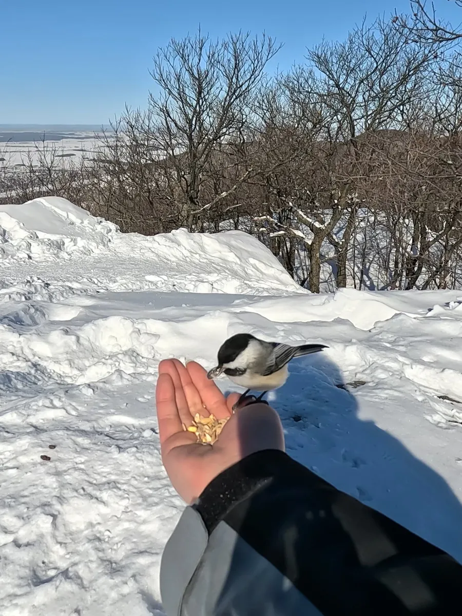 Chickadee in the pines