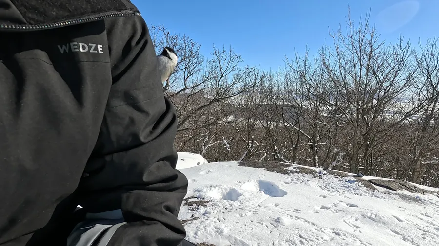 Chickadee, on my shoulder