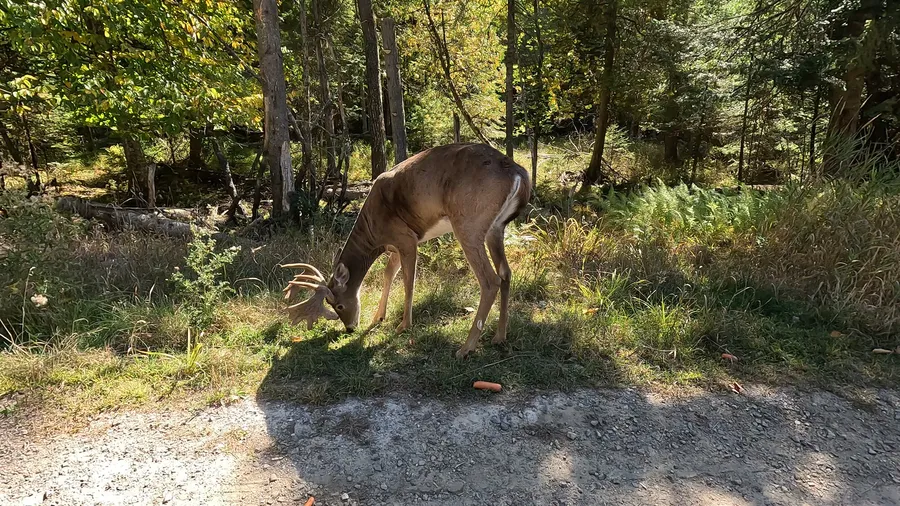 A deer at the edge of the field