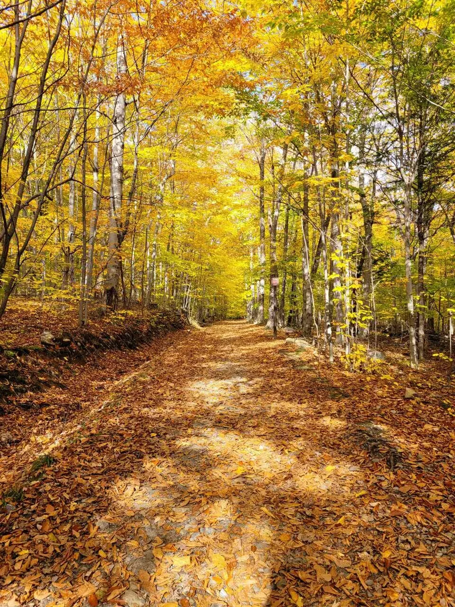 Fall trail, peak colour