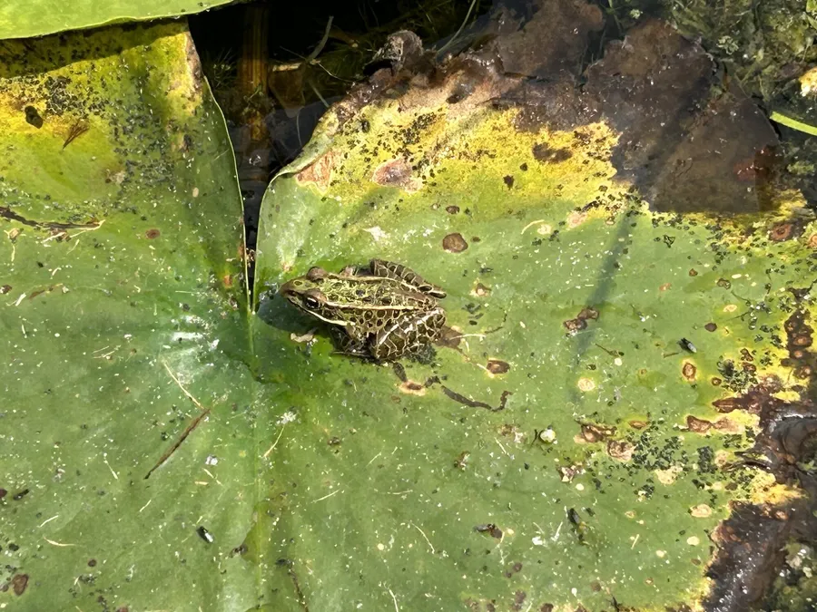 Leopard frog, not moving