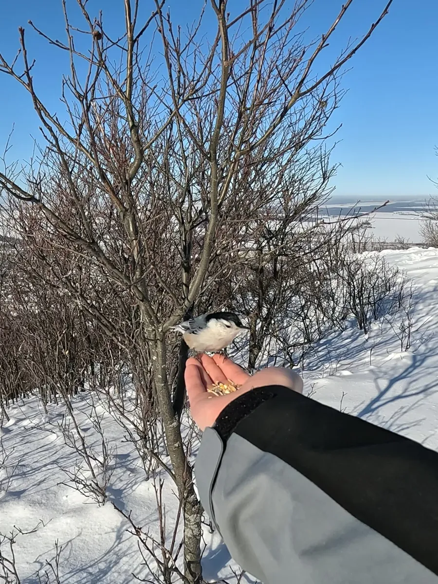White-breasted nuthatch, dining