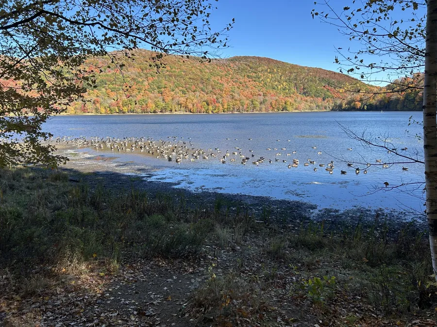 A plump of Canada geese