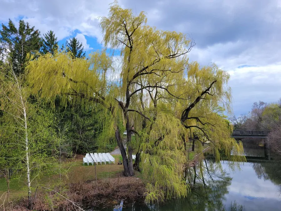 Salix in spring light